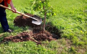 اجرای طرح کاشت یک میلیارد درخت با مشارکت مردم و جوامع محلی