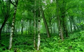 تناقض در طبیعت: درختانی که هوا را آلوده می‌کنند