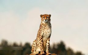 حفاظت از یوز یعنی حفاظت از فلات مرکزی ایران