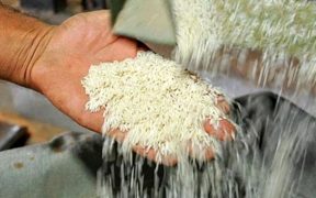 کاهش قیمت برنج ایرانی در میادین میوه و تره بار تهران
