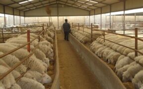 ۴.۸ میلیون تن کالای اساسی آماده ترخیص در بنادر کشور
