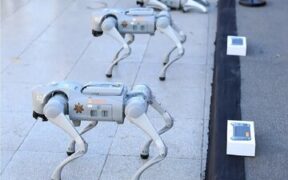 تامین امنیت جام جهانی فوتبال با این سگ‌های عجیب