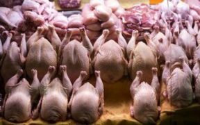 کشور همسایه به داد بازار مرغ ایران رسید