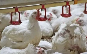 گذار ناقص به بازار آزاد؛ ریشه بحران نقدینگی و تلاطم در صنعت طیور