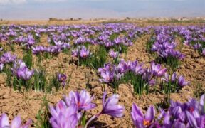 رکورد تازه در بورس کالا / ۱۴۵ میلیارد تومان زعفران معامله شد