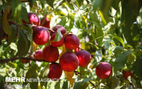 خواص شلیل در پیشگیری از دیابت و سلامت چشم‌ها 