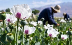 کشت شقایق الیفرا؛ ظرفیتی برای ارزآوری و اشتغال ۴ هزار نفر